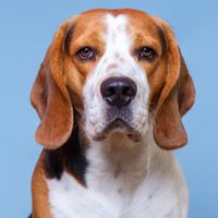 pepper_le_parisien