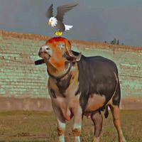 asimkhan88811
