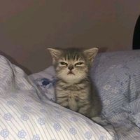 original sound - ria