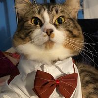 gabezpaw