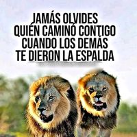 tigre7967