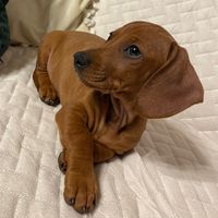 tosiaminidachshund