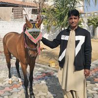 mohsan.khan49