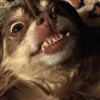 avengemydeath2