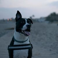 blink_the_amstaff
