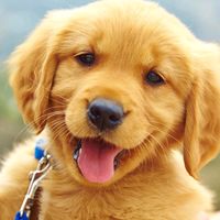 prayfordog
