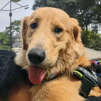 original sound - marlonbrando_2022