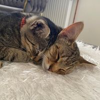 simba.skviki