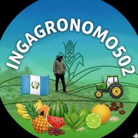 ingagronomo502