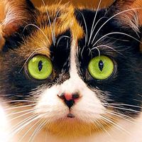 slivki_show_official