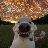 оригинальный звук