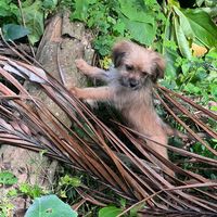 islanddog_oscar