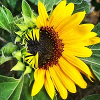 original sound - rootandbloom_farmstead