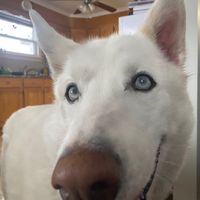 thetravellingfrenchfrog