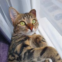 оригинальный звук