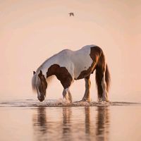 equestrain.vibez
