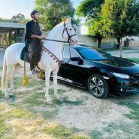 chshehryarnawazzailadar