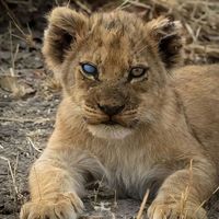 оригинальный звук