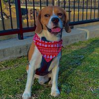 beagle.milan