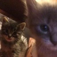 оригинальный звук