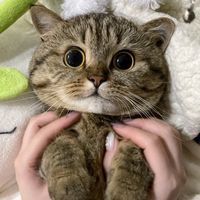 mommymeow65