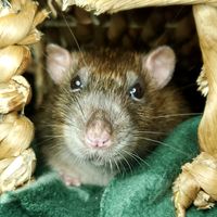 Rats Rats Rats a gift by jacobsutherland