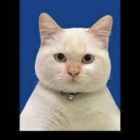 suara asli - GBSan