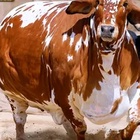 original sound - djsamao