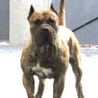 presa_canario_uruguay