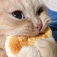 original sound - elgatito_comilon