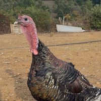 fermaquravdrenica