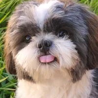 original sound - totomeudog