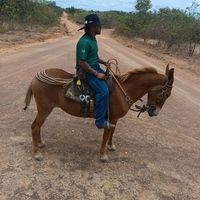 garotinho_da_pecuaria