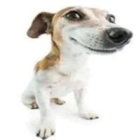 original sound - Celery Sticks