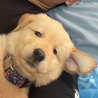 chickenthegoldendog