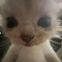 original sound - jenvit1