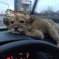 оригінальний звук