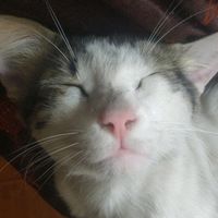 5noches_con_alfredo123.0