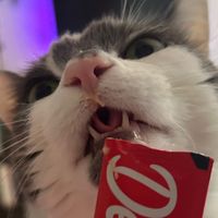 delectablescattreats