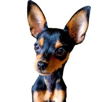 josecarlospagodefranca