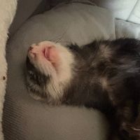 soxonrats