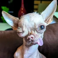 original sound - caminhoparacima2