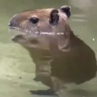 original sound - marchon96