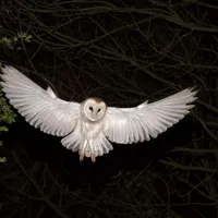 original sound - tannyu4ik