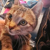 los_gatitos_de_barbie