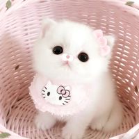 オリジナル楽曲 - 甘猫あみゅ/amyu