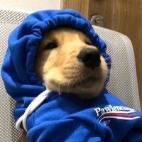 pollito