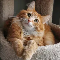 original sound - walter.the.catt