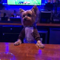 muffinspub