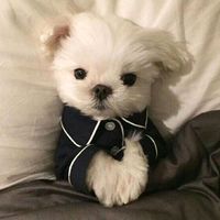 lovelydogs36